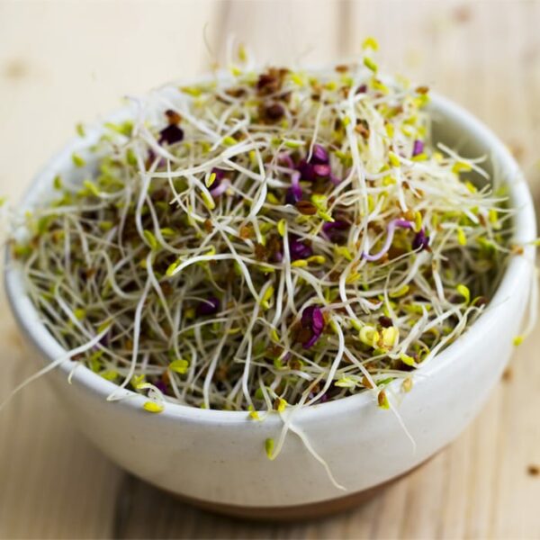 Alfalfa & Radish Sprouts in bowl