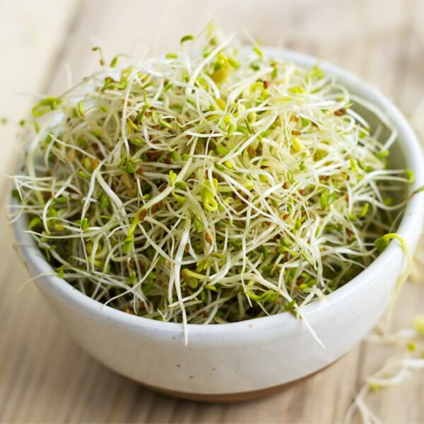 Alfalfa and Fenugreek Sprouts