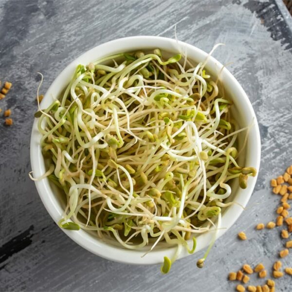 Fenugreek Sprouts and Sprouting Seeds