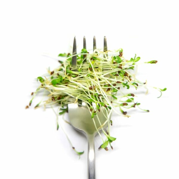Organic Alfalfa Microgreen Sprouts on fork