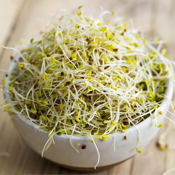 Organic Alfalfa Sprouting Seed - Sprouts