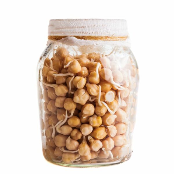Organic Chickpeas Sprouts in Sprouting Jar