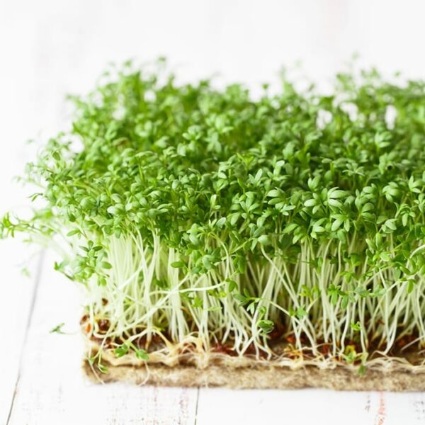 Organic Cress Microgreen Sprouts
