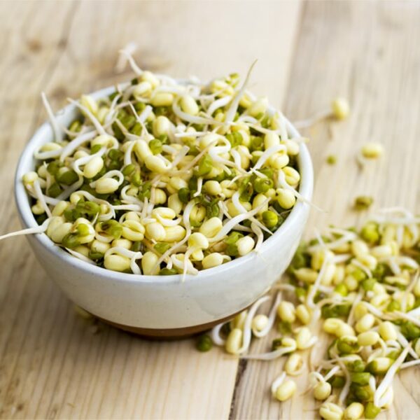 Organic Sprouting Mung Bean - Sprouted