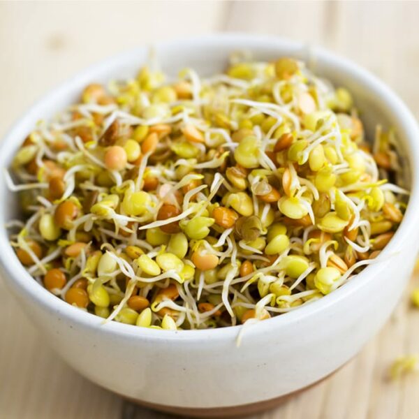 Organic Red Lentil Sprouts