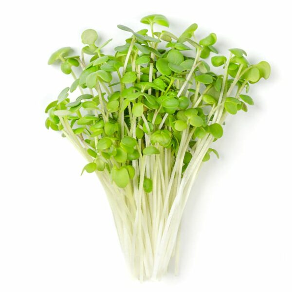 Organic White Mustard Sprouts Microgreens