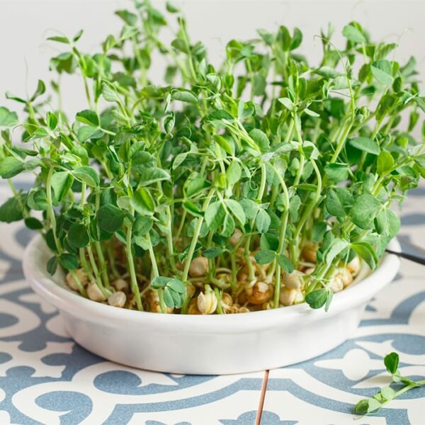 Pea Shoots in dish