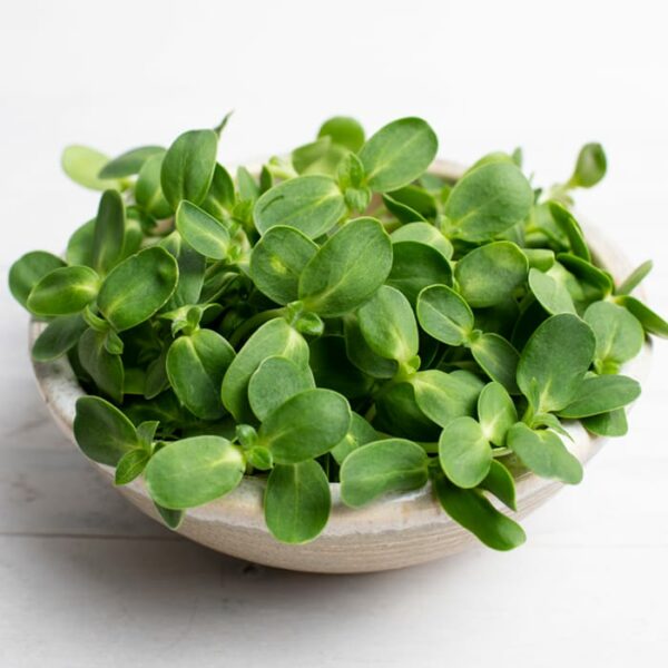 Sunflower Microgreens in a bowl