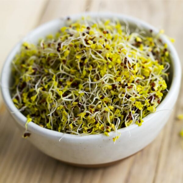 Organic Broccoli Calabrese Sprouting Seed - Sprouts .jpg