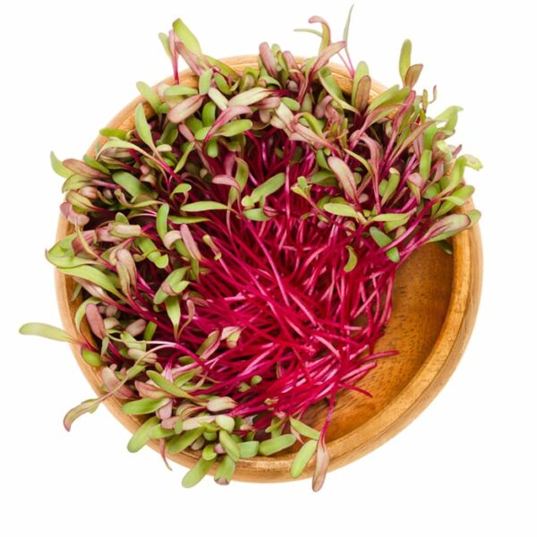 Organic Red Beet Microgreen Sprouts