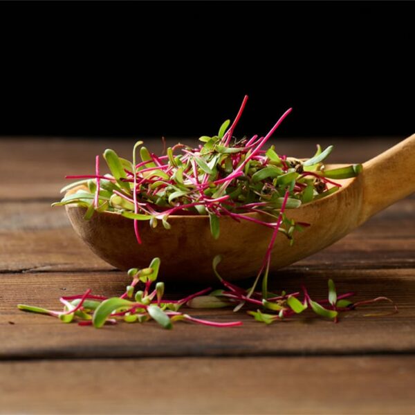 Red Beetroot Microgreen Seeds on Spoon