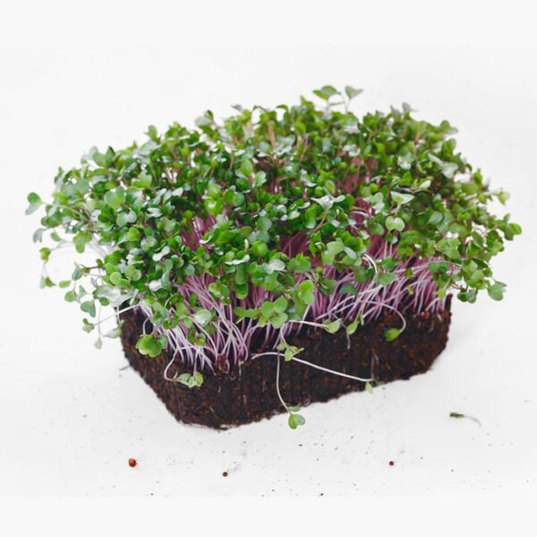 Organic Kohlrabi Microgreens growing in soil