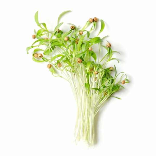 Organic Corriander Microgreen Sprouts