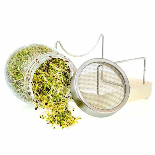 Geo Glass Sprouting Jar with sprouts and lid off