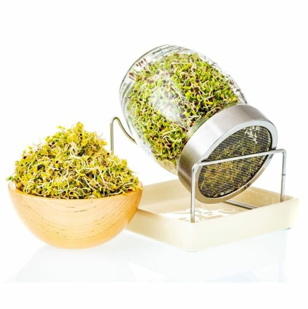 Geo Glass Sprouting Jar with sprouts and sprouts in bowl