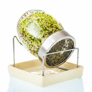 Geo Sprout Jar with Sprouts