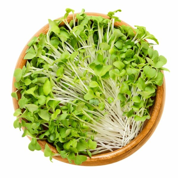 Organic Green Mizuna Microgreen Sprouts in Bowl