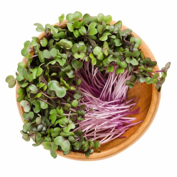 Organic Red Cabbage Microgreen Sprouts