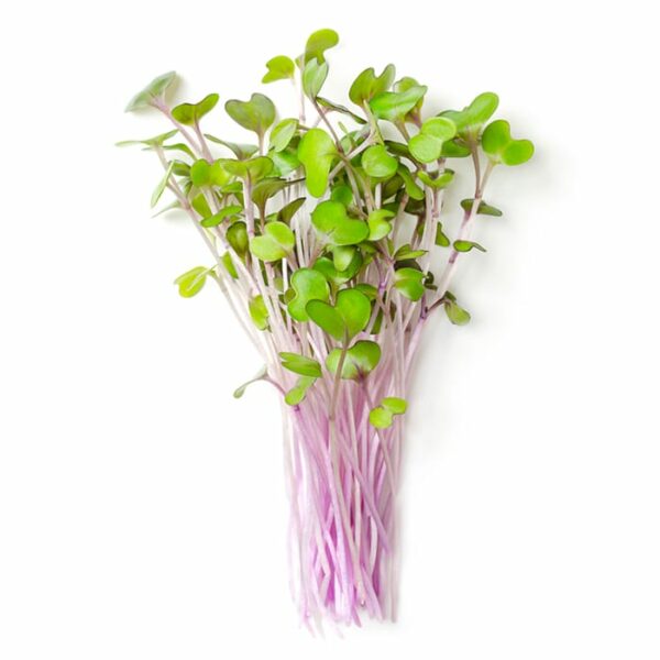 Red Cabbage microgreens loose