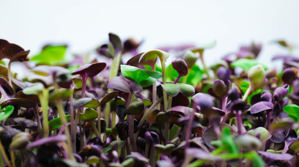 Green and purple microgreens grown