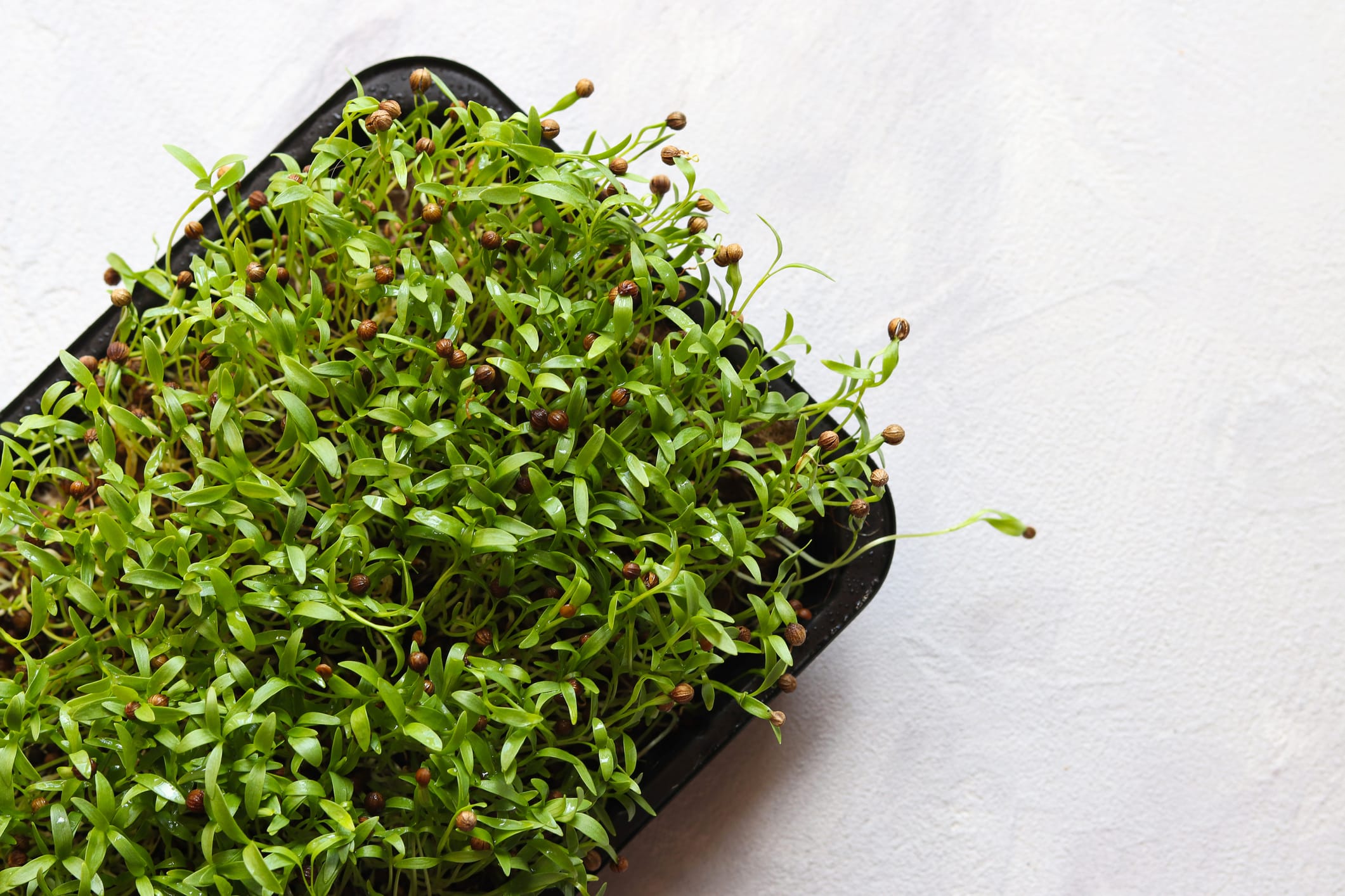 Microgreen seeds growing in a tray