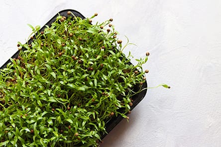Microgreen seeds growing in tracy